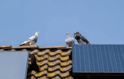 Keeping Birds at Bay: The Ultimate Guide to Solar Panel Bird Proofing