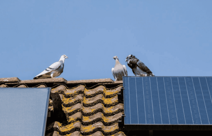 Keeping Birds at Bay: The Ultimate Guide to Solar Panel Bird Proofing