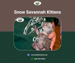 Snow Savannah Kittens: A Rare and Exquisite Feline Breed