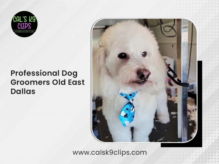 Professional Dog Groomers Old East Dallas