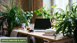Explore Beautiful Office Indoor Plants | Plant and Pot Co.