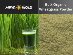 Maya Gold Trading Is A Wholesale Supplier Of Organic Wheatgrass Powder