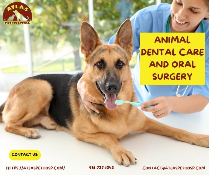 Animal Dental Care and Oral Surgery – Atlas Pet Hospital