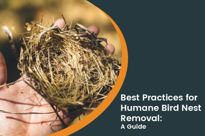 Bird Nest Removal Dos and Don’ts: Expert Tips and Guidelines