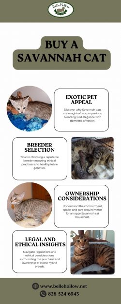 Buy a savannah cat | Trusted Savannah Breeders