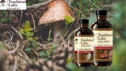 Buy Turkey Tail and Chaga Mushrooms: Discover Nature’s Health Boosters