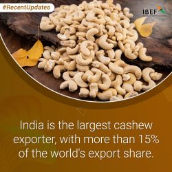 India – The World’s Largest Cashew Exporter
