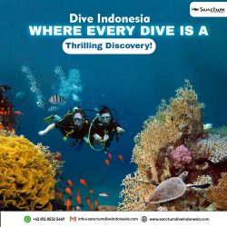 Dive-Indonesia-Where Every Dive is a Thrilling Discovery