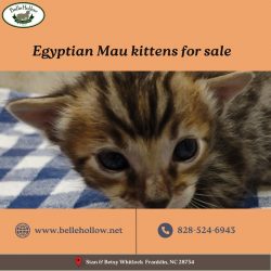 Egyptian Mau Kittens for Sale | Rare and Magnificent in Nature of Breed