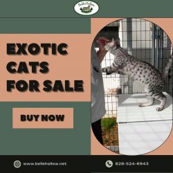 Exotic Cats for Sale – Wide Selection & Trusted Sellers