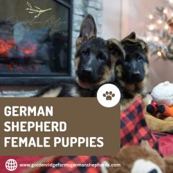 German Shepherd Female Puppies