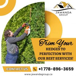 Trim Your Hedges to Perfection With Our Best Services