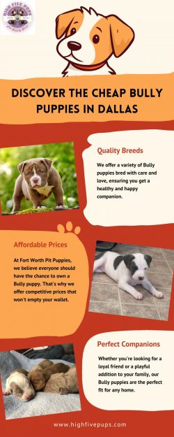 Discover the Cheap Bully Puppies in Dallas