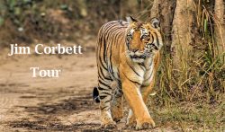 Exploring the Legacy of Jim Corbett: Conservationist, Author, and Adventurer