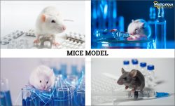 Anticipating Meteoric Surge: Meticulous Research® Forecasts Mice Model Market to Reach $2.48 Bil ...