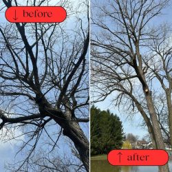 What services does Branch Specialists Tree Service Buffalo NY offer?