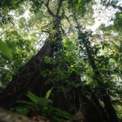 Costa Rica Jungle Adventure – Thrills Await with Sukia Travel!
