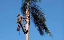 Precision Palm Tree Lopping Expert Care for Your Palms