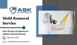 Professional Mold Extermination Services