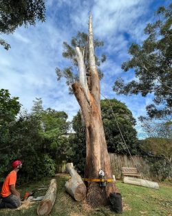 Professional Tree Removal Service Ensure Safety with Skilled Experts