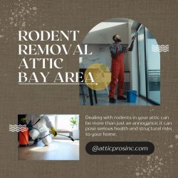 Safe Rodent Removal: Attic Solutions in the Bay Area