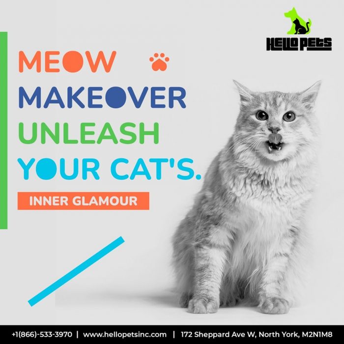 Flawless Cat Grooming Services at Hello Pets Inc. North York!