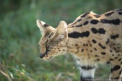 Unveiling the Wonders of Serengeti Ngorongoro Tour: A Wildlife Odyssey