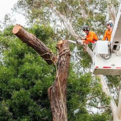 Efficient Tree Clearing Services Clearing Your Path to Success