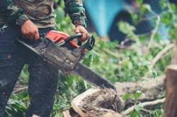 Quality Assurance Vetting Tree Cutting Services in Sydney