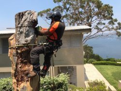 Tree Removal Services in Turramurra Safely Clearing Your Property