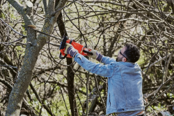 Tree Trimming in Sydney: Enhancing the Beauty and Safety of Your Outdoor Spaces