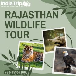 Rajasthan Wildlife Tour from Delhi
