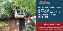 Wildlife Removal Services: Protecting Your Property and Wildlife