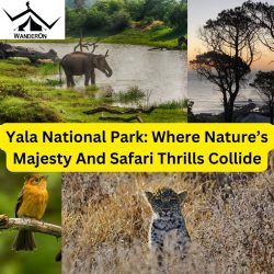 Yala National Park: Where Nature’s Majesty And Safari Thrills Collide