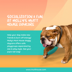 Dog Daycare Houston TX