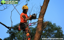 Tree Removal Talisheek | Acadian Tree and Stump Removal Service