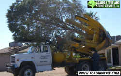 Lacombe Tree Removal | Acadian Tree and Stump Removal Service