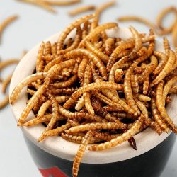 Meticulous Research® Publishes Comprehensive Report on the Global Mealworms Market
