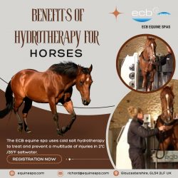 Benefits of Hydrotherapy For Horses In the UK | ECB Equine Spas
