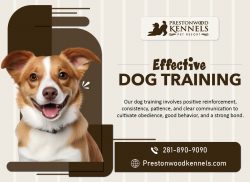 Building Bonds through Pet Training