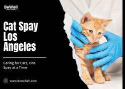Cat Spay and Neuter Services in Los Angeles