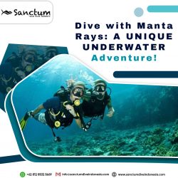 Dive with Manta Rays: A Unique Underwater Adventure!
