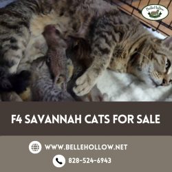F4 Savannah Kittens Available Now | Responsible Breeders
