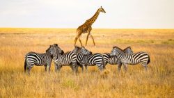 Budget-Friendly African Safari Adventures – Wander Home Chronicles