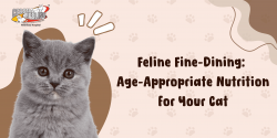 Feline Fine-Dining: Age-Appropriate Nutrition For Your Cat