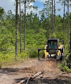 Transform Your Gainesville Project with Expert Land Clearing