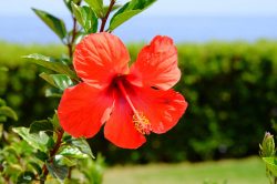 Hibiscus Extract Manufacturers and Suppliers in India