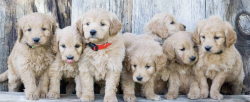 Find Your Perfect Goldendoodle Puppy in Naples and Port St. Lucie, FL with Goldendoodles by Aggie