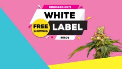 White Label Cannabis Seeds – Kind Seed Co