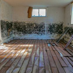 Mold Inspection Services in Wilmington, NC